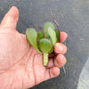 Aeonium 'Short Black' (1 x CUTTING)