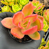 Echeveria 'Golden Glow'