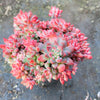 Echeveria amoena