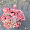Echeveria amoena