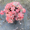 Echeveria amoena