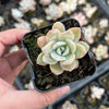 xGraptoveria Pink Laui