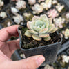 xGraptoveria Pink Laui