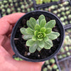 Aeonium spathulatum var. cruentum