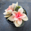 Echeveria Rainbow West