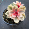 Echeveria Rainbow West