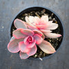 Echeveria Rainbow West