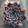 Echeveria 'Linda Jean' aka 'Rob Roy'