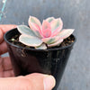 Echeveria Rainbow West