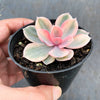 Echeveria Rainbow West