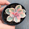 Echeveria Rainbow West