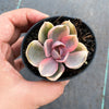 Echeveria Rainbow West