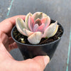 Echeveria Rainbow West