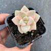 Graptopetalum paraguayense ssp. bernalense variegata (VARIEGATED PLANT)