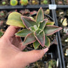 Echeveria racemosa forma. ballard