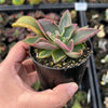 Echeveria racemosa forma. ballard