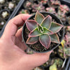 Echeveria racemosa forma. ballard