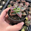 Echeveria racemosa forma. ballard