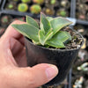 Echeveria racemosa forma. ballard
