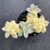 Graptopetalum paraguayense ssp. bernalense variegata (VARIEGATED PLANT)