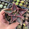 Echeveria racemosa forma. ballard