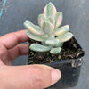 Graptopetalum paraguayense ssp. bernalense variegata (VARIEGATED PLANT)