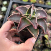 Echeveria racemosa forma. ballard