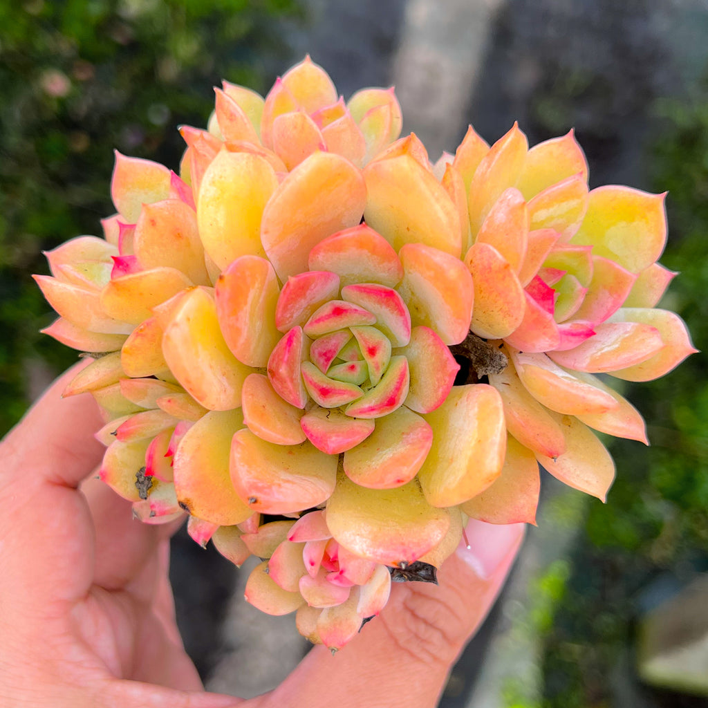 Echeveria 'Van Breen'
