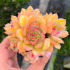 Echeveria 'Van Breen'