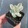 Graptopetalum paraguayense ssp. bernalense variegata (VARIEGATED PLANT)