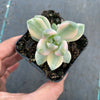 Graptopetalum paraguayense ssp. bernalense variegata (VARIEGATED PLANT)