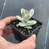 Graptopetalum paraguayense ssp. bernalense variegata (VARIEGATED PLANT)