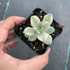 Graptopetalum paraguayense ssp. bernalense variegata (VARIEGATED PLANT)