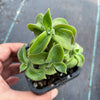 Echeveria coccinea 'Recurvata'