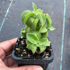 Echeveria coccinea 'Recurvata'