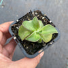 Echeveria coccinea 'Recurvata'
