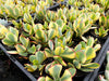 Crassula arborescens 'Blue Bird' Variegata