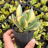 Crassula arborescens 'Blue Bird' Variegata