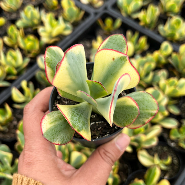 crassula arborescens blue bird variegata Crassula arborescens 'Blue Bird' Variegata – LET LOVE GROW (Succulent &  Cactus)