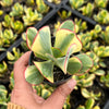 Crassula arborescens 'Blue Bird' Variegata