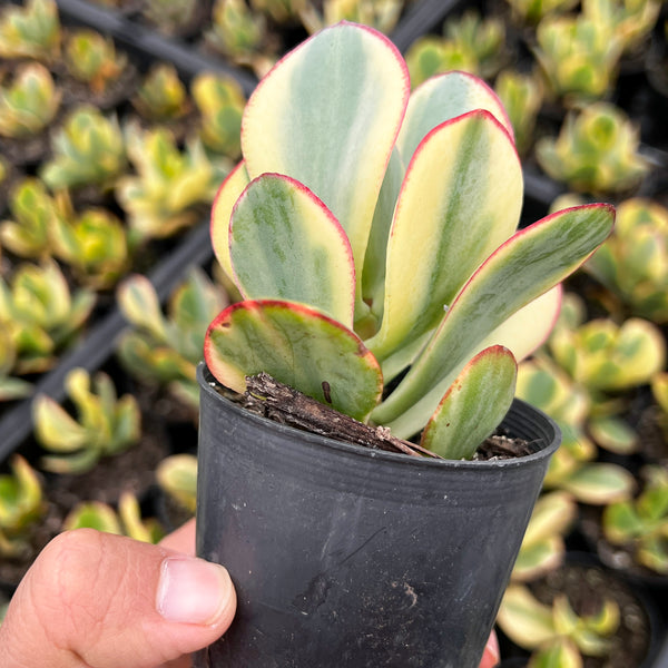 Crassula arborescens 'Blue Bird' Variegata – LET LOVE GROW (Succulent &  Cactus)