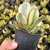 Crassula arborescens 'Blue Bird' Variegata