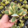 Crassula arborescens 'Blue Bird' Variegata