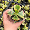 Crassula arborescens 'Blue Bird' Variegata