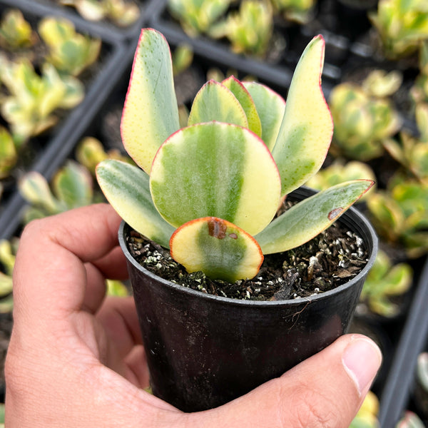 Crassula arborescens 'Blue Bird' Variegata – LET LOVE GROW (Succulent &  Cactus)