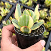 Crassula arborescens 'Blue Bird' Variegata
