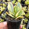 Crassula arborescens 'Blue Bird' Variegata
