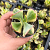 Crassula arborescens 'Blue Bird' Variegata