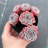 Echeveria pinwheel 'Tuxpan'