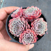Echeveria pinwheel 'Tuxpan'